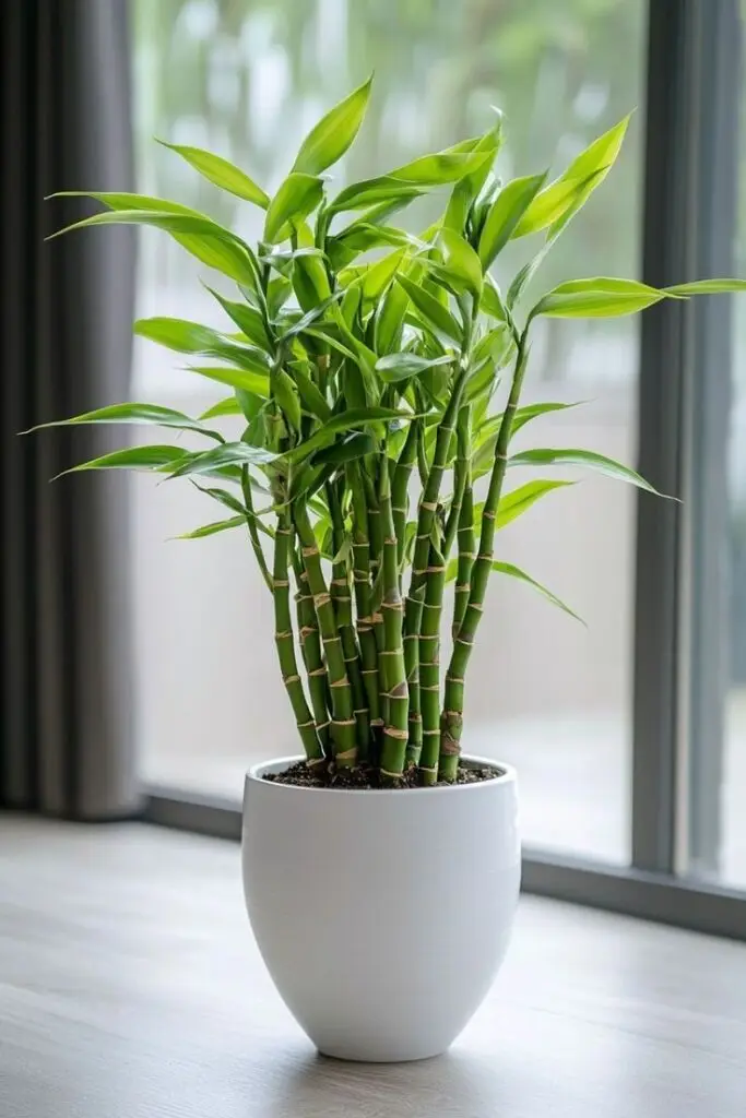 Dracaena